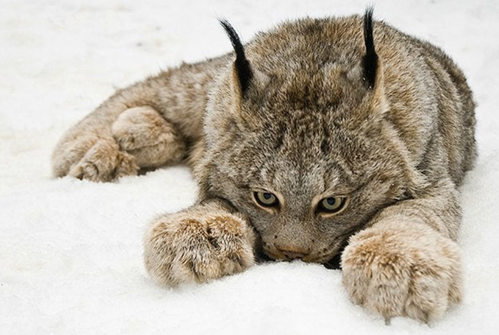 animal facts lynx paws