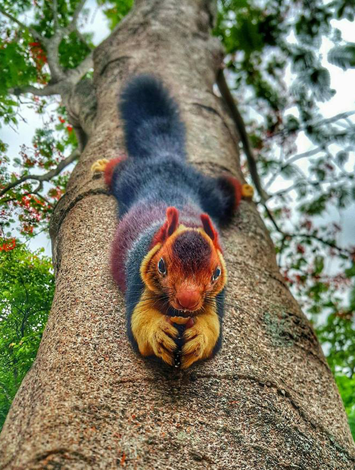 animal facts malabar giant squirrel when in danger