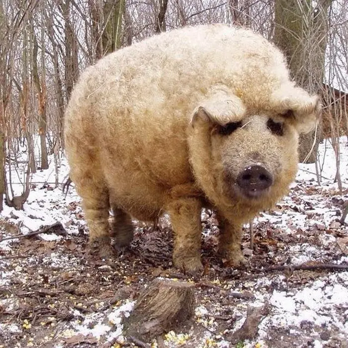 animal facts mangalica only pig species with long wool coat