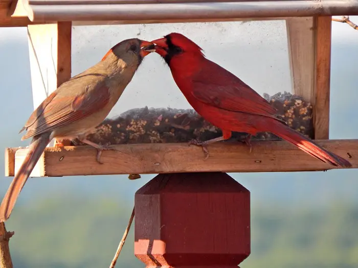 animal facts north cardinal romantic bird species