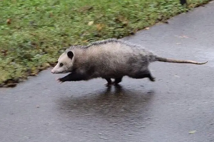 animal facts opossum getting rid of parasites