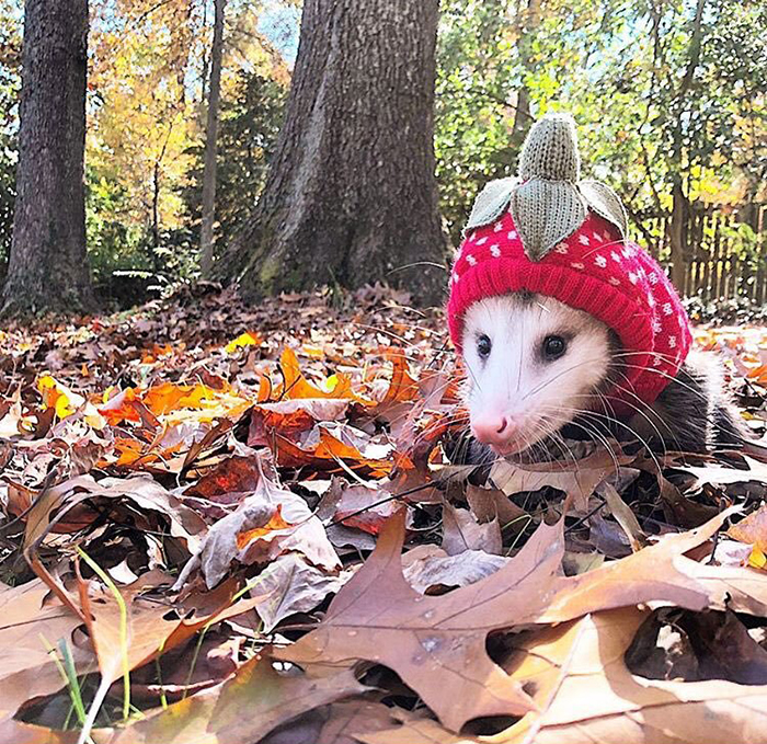 animal facts opossum in north america