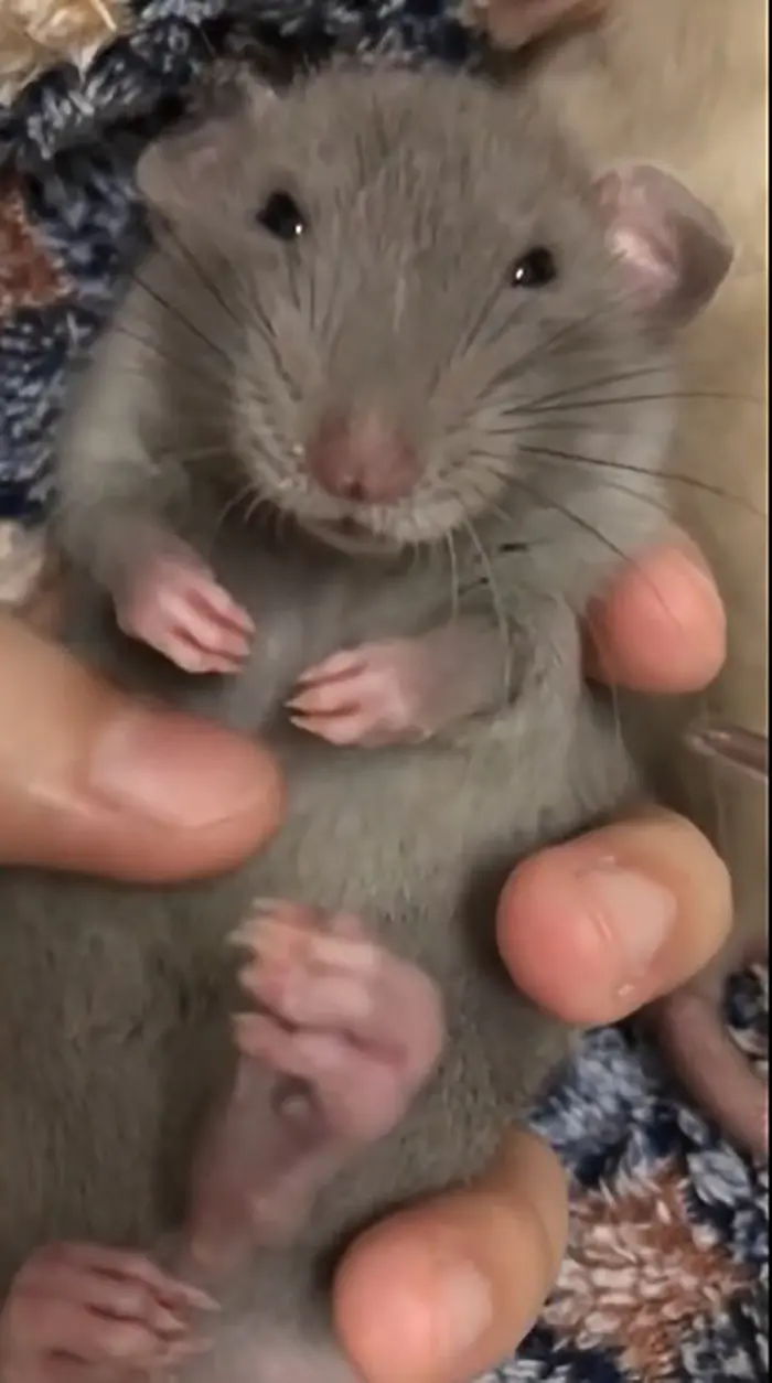 animal facts rats and belly tickles