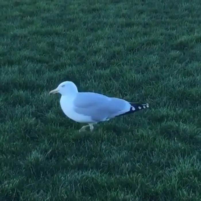 animal facts seagull stomping on grass