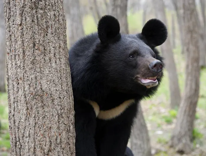 asiatic black bear largest ears