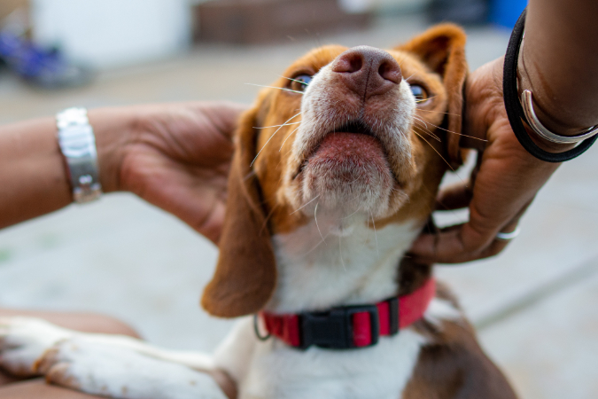 beagle receives ear scratches from a doting owner