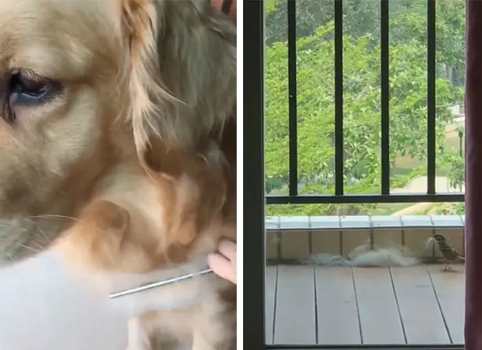 bird using dog hair to build nest