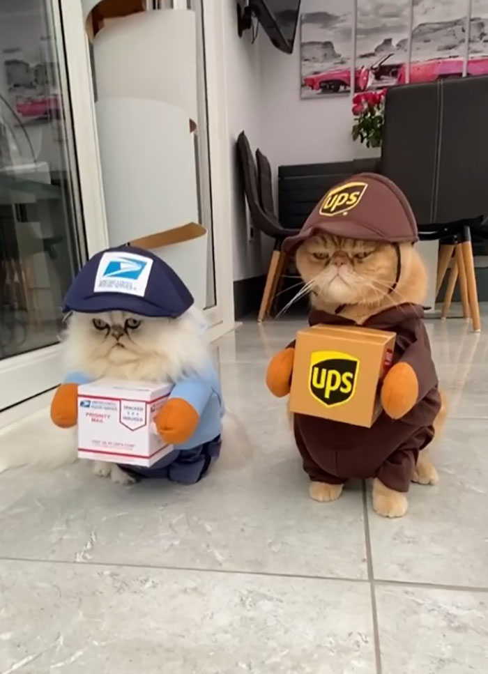 cat halloween costumes package deliverers