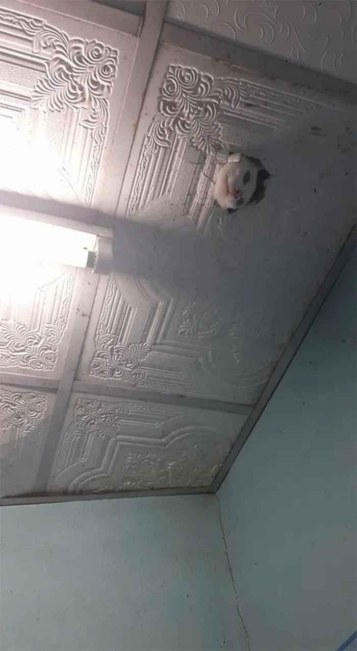 cat peeking from the ceiling