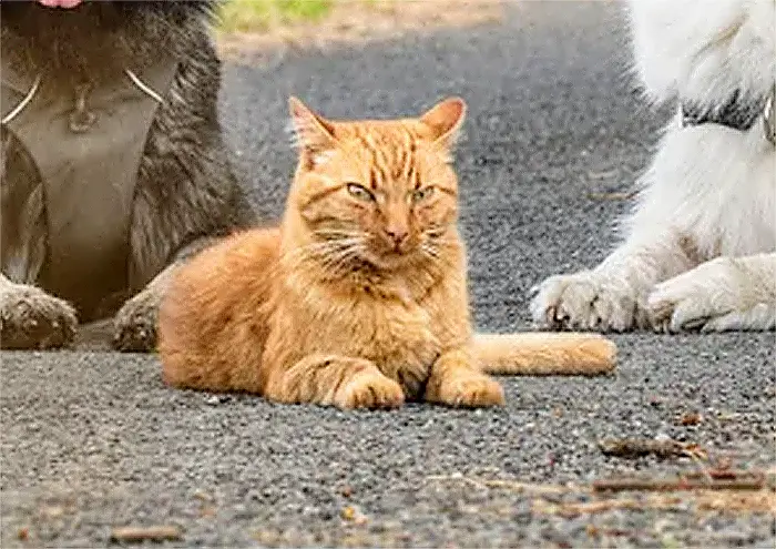 cat thinks he is a dog