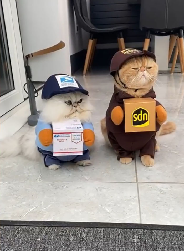 cats in package deliverer outfits