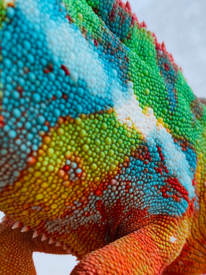 chameleon-skin-closeup-Sofacamaa192