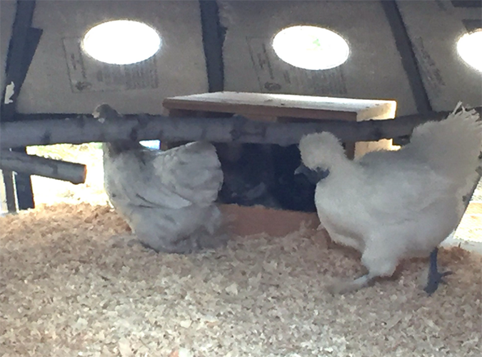 chickens inside the UFO Chicken Coop