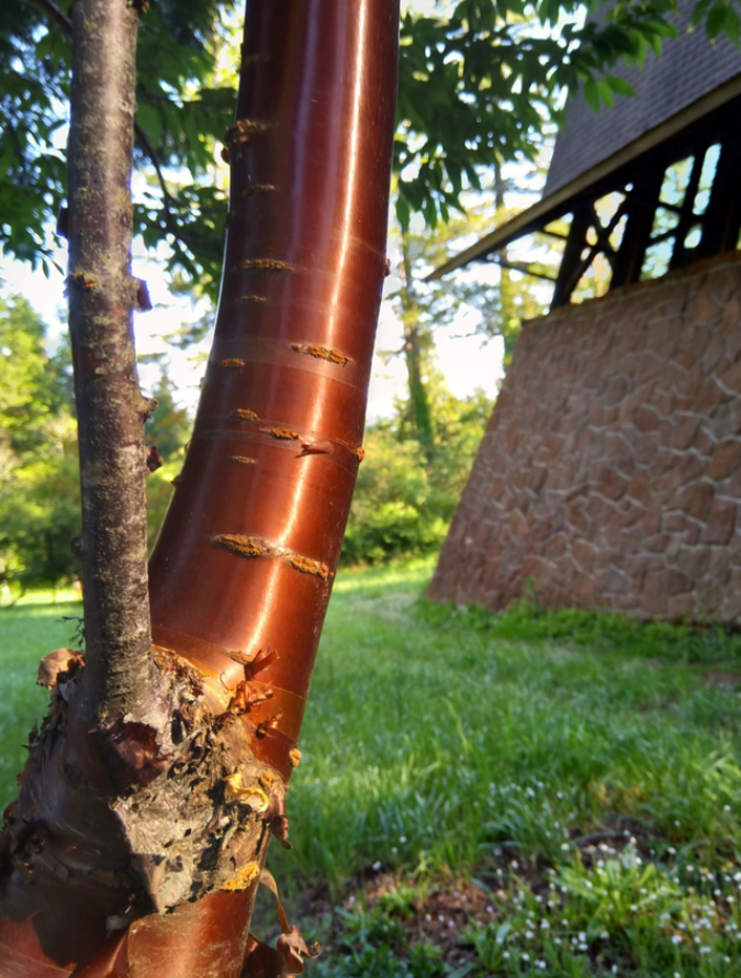 coppery-tibetan-cherry-tree-interesting-things-connor-clark02