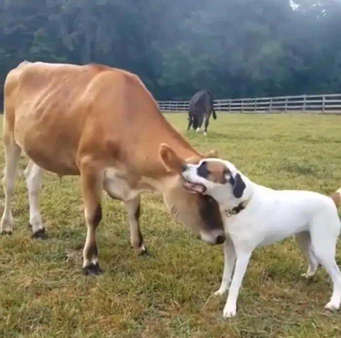 cows similar emotional range as dogs