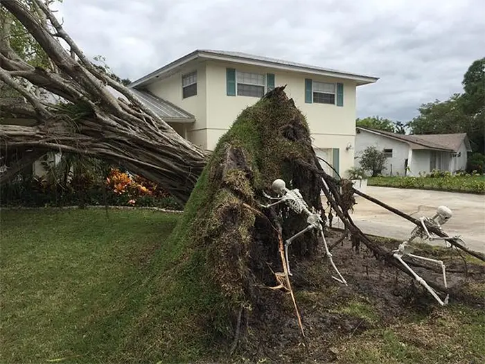 creative halloween decorations skeletons pushing tree