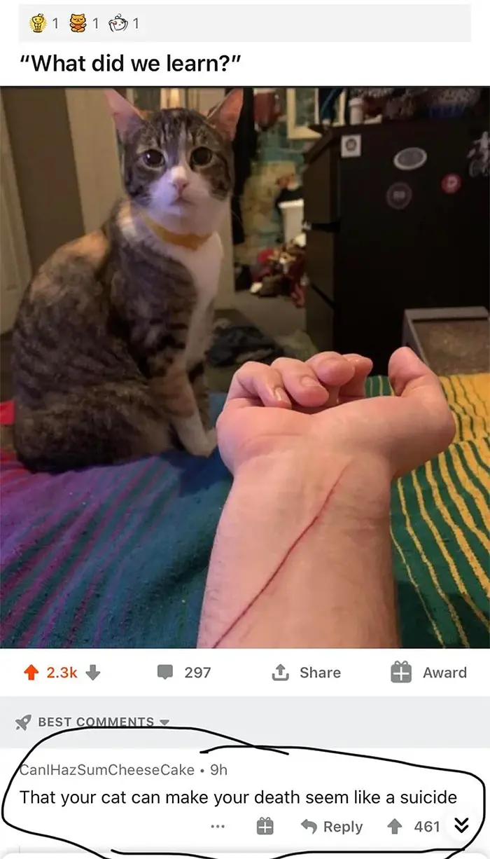 cursed comments murdering cat