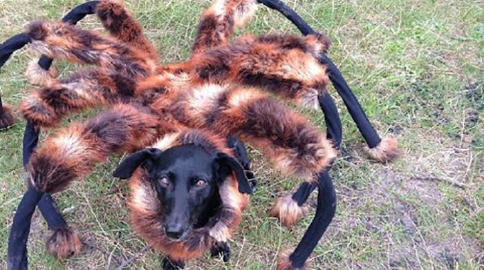 dachshund dressed like a spider