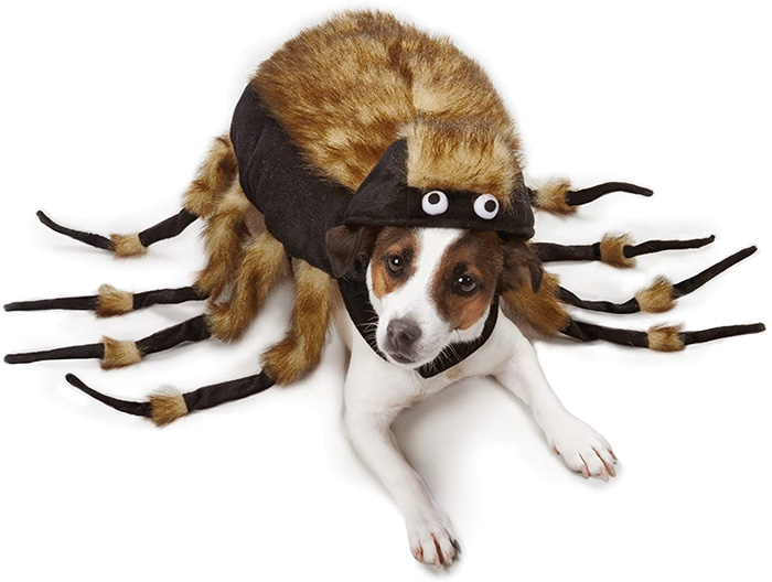 dog dressed like a tarantula