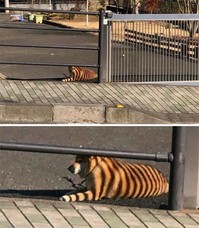 dog gate shadow bengal tiger