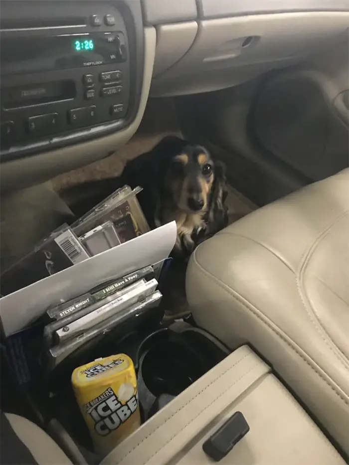 dog helps technician check codes in car