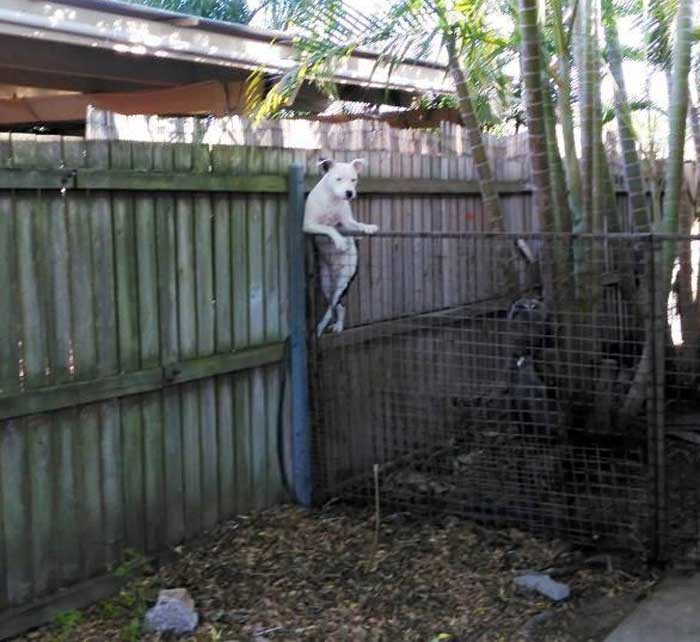 dog leaning over the fence