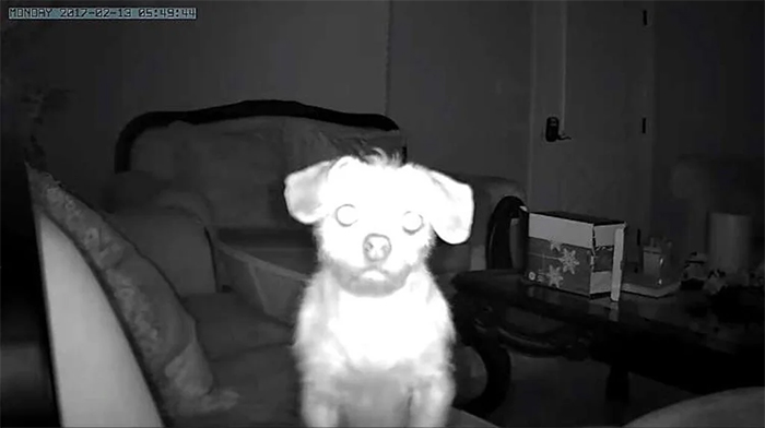 dog looking creepy security camera