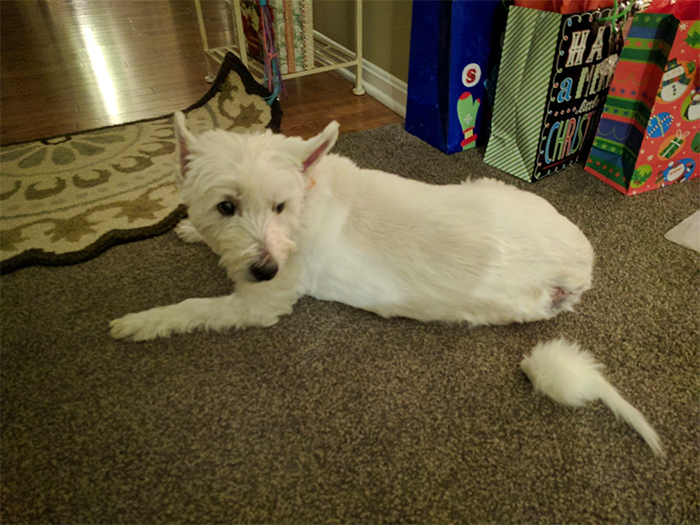 dog lying beside a white cat toy