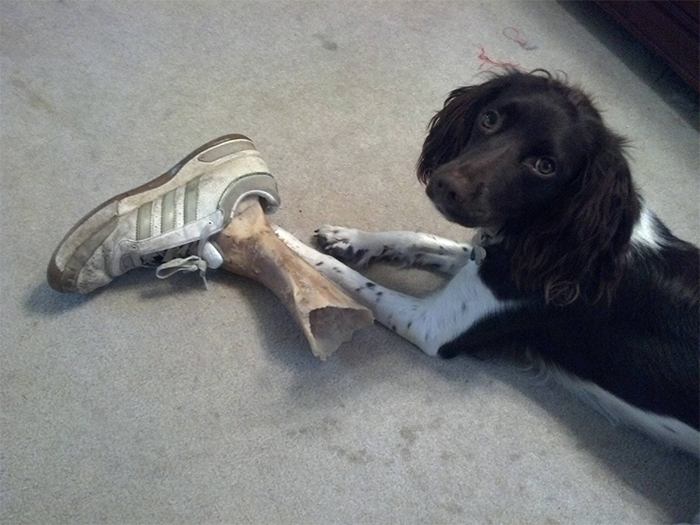 dog puts bone in the shoe