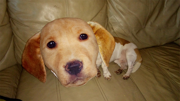 dog sleeps under a dog-head pillow