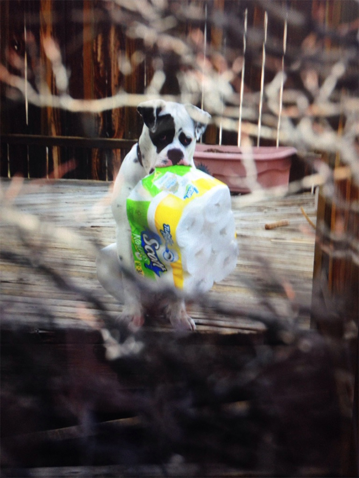 dog with a pack of toilet papers