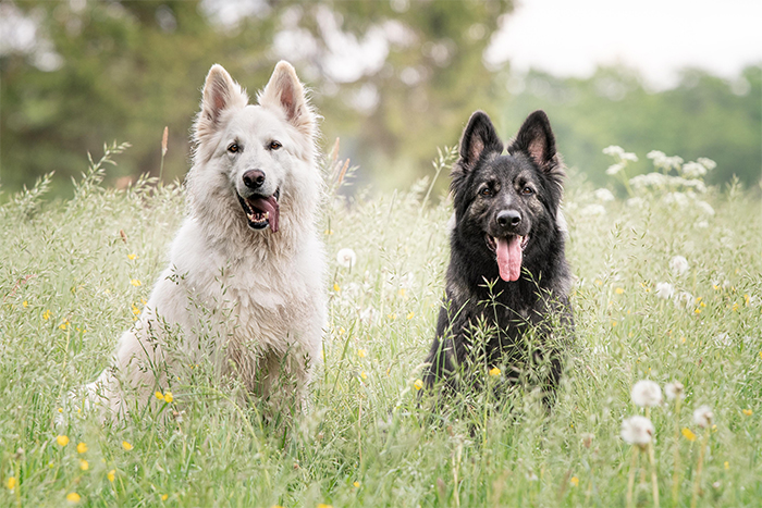 dogs liam and nimue