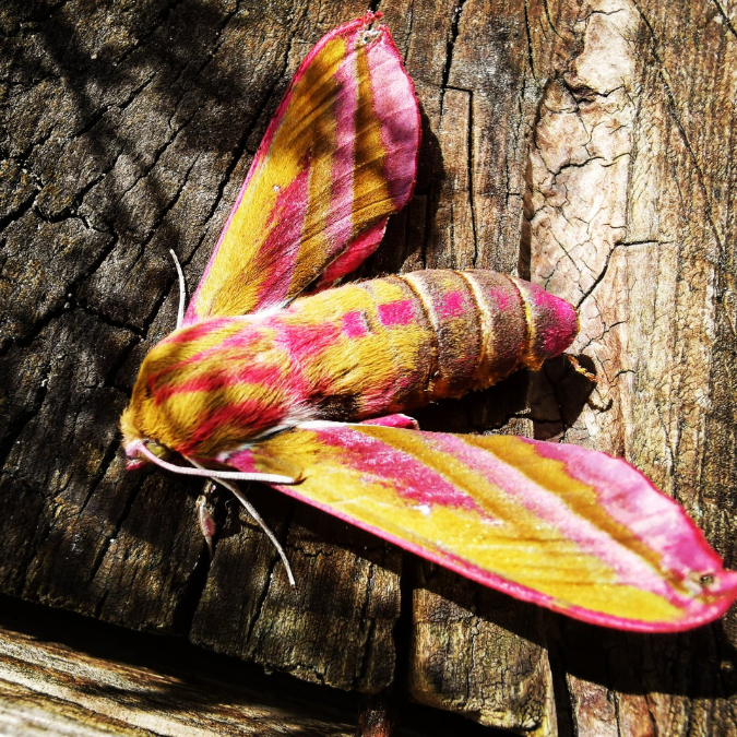 elephant-moth-danit23