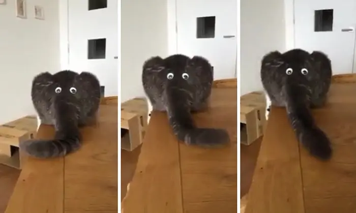 elephant or cat