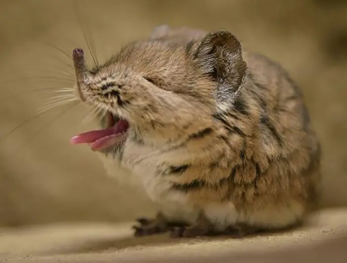 elephant shrews relation to elephants