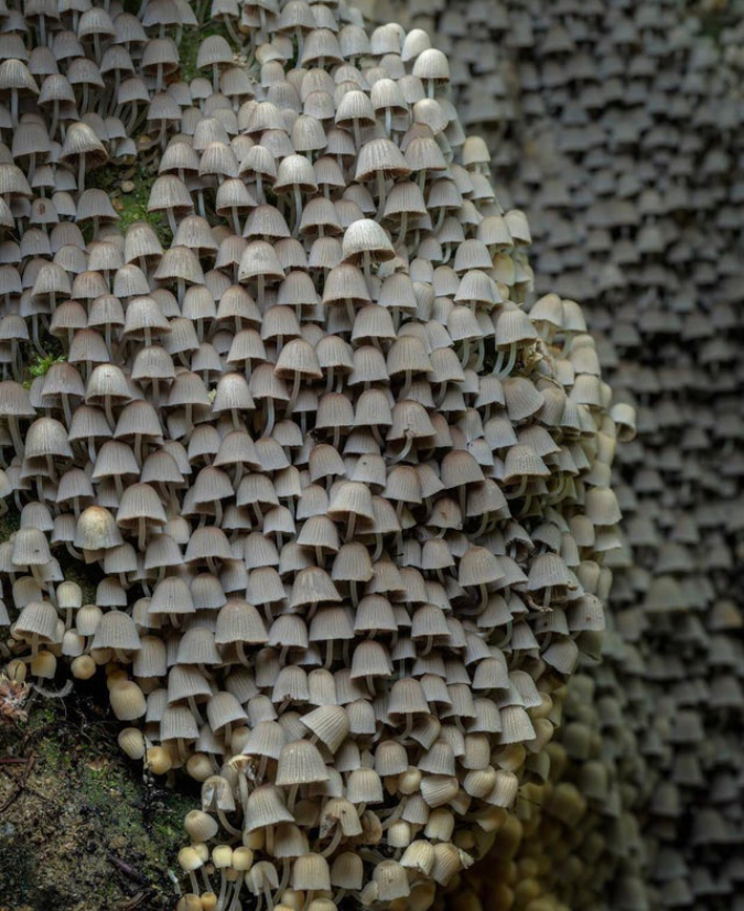 fairy-inkcap-colony-interesting-things-DrFetusRN