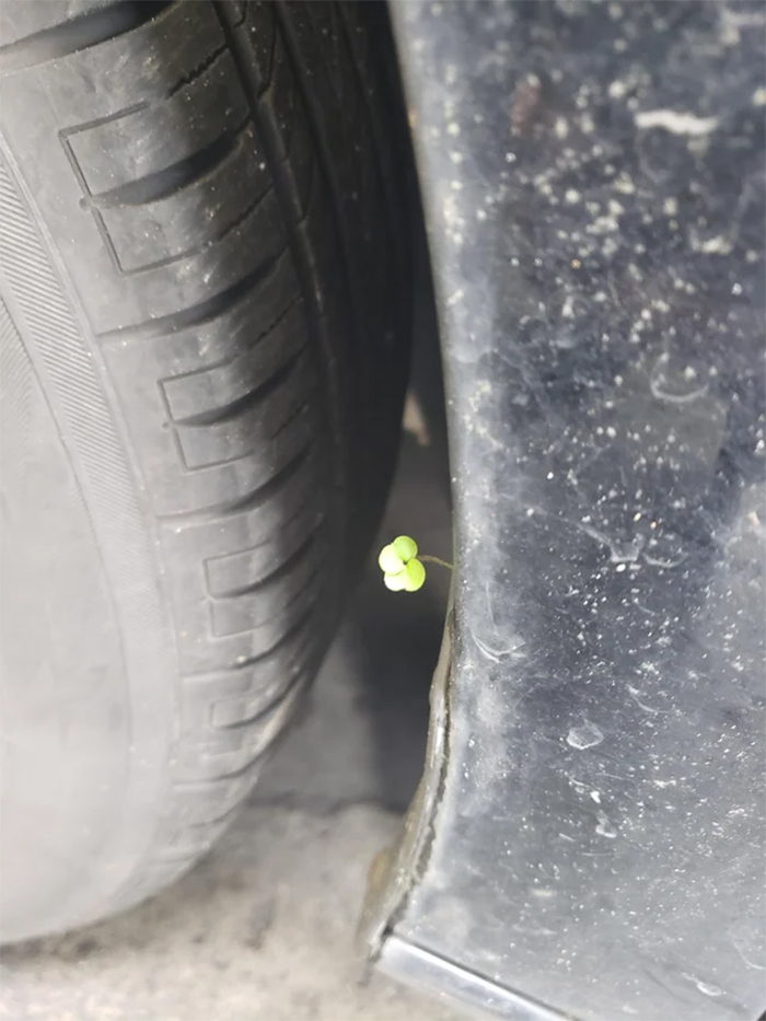 four-leaf clover rooting into a fender line