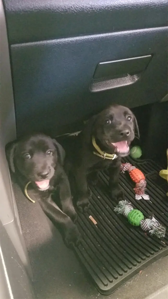 funny mechanics stories adorable pups