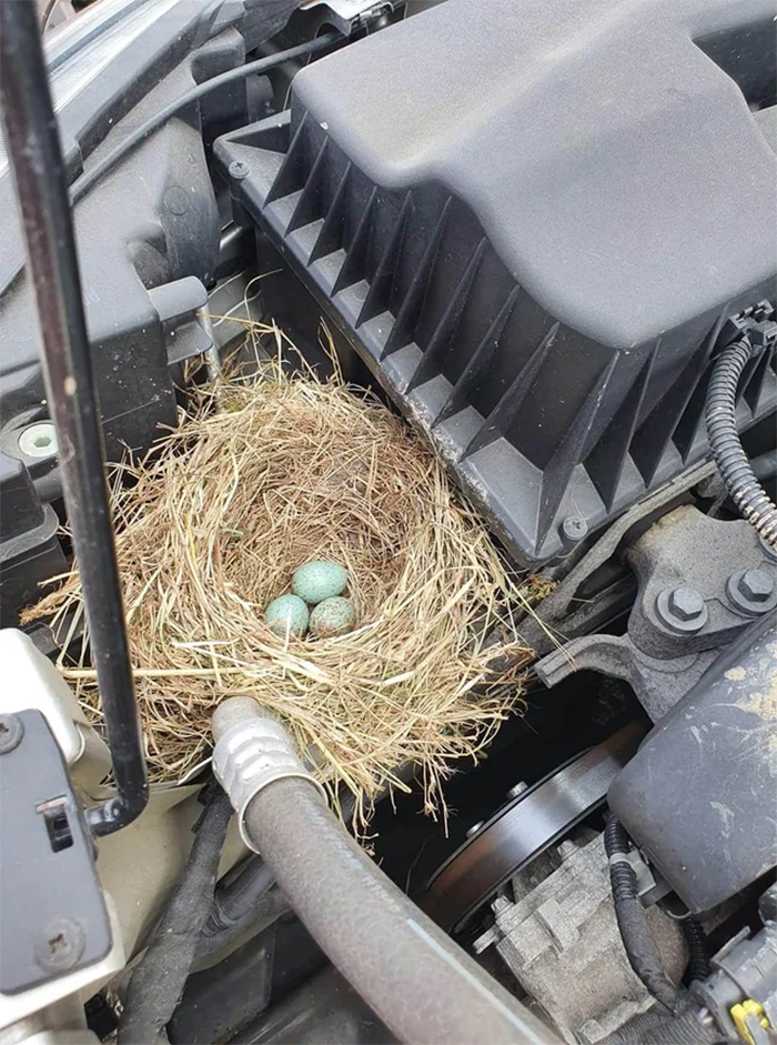 funny mechanics stories bird nest with eggs in engine bay