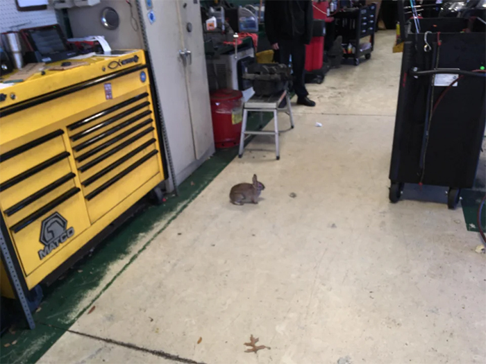 funny mechanics stories rabbit hopped into the shop