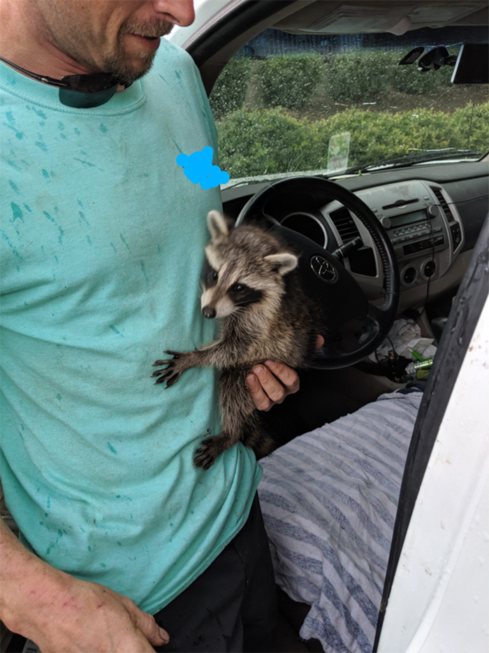 funny mechanics stories raccoon in the truck