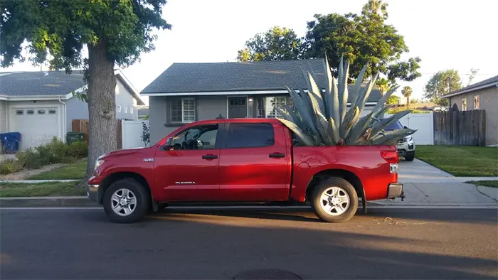 funny neighbours agave plant in the truck