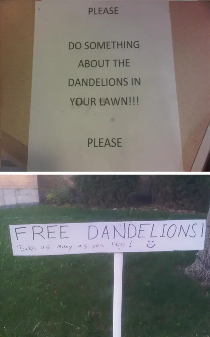 funny neighbours dandelion problem solved