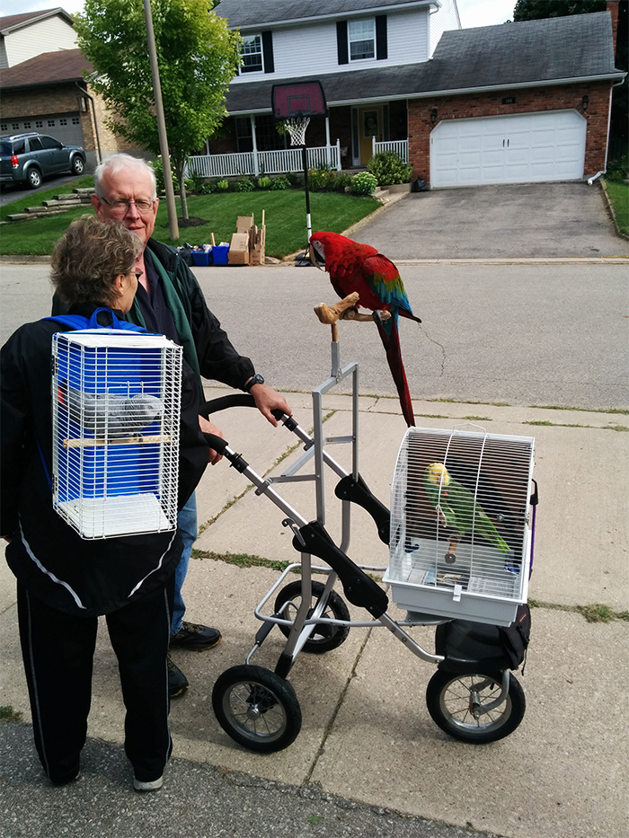 funny neighbours walking their parrots