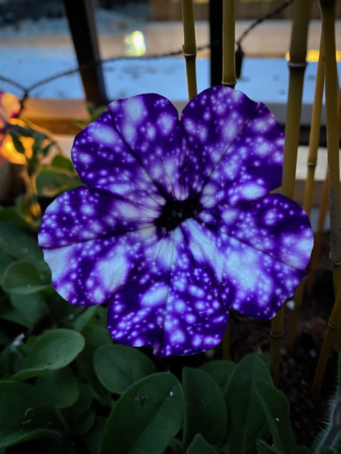 galaxy-petunia-interesting-things