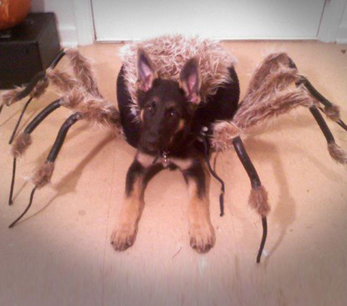 german shepherd dressed like a spider