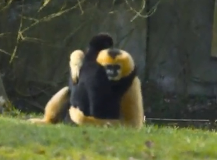 gibbons as monogamous creatures