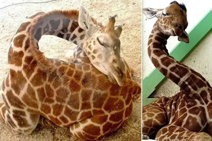 giraffes sleeping duration and position