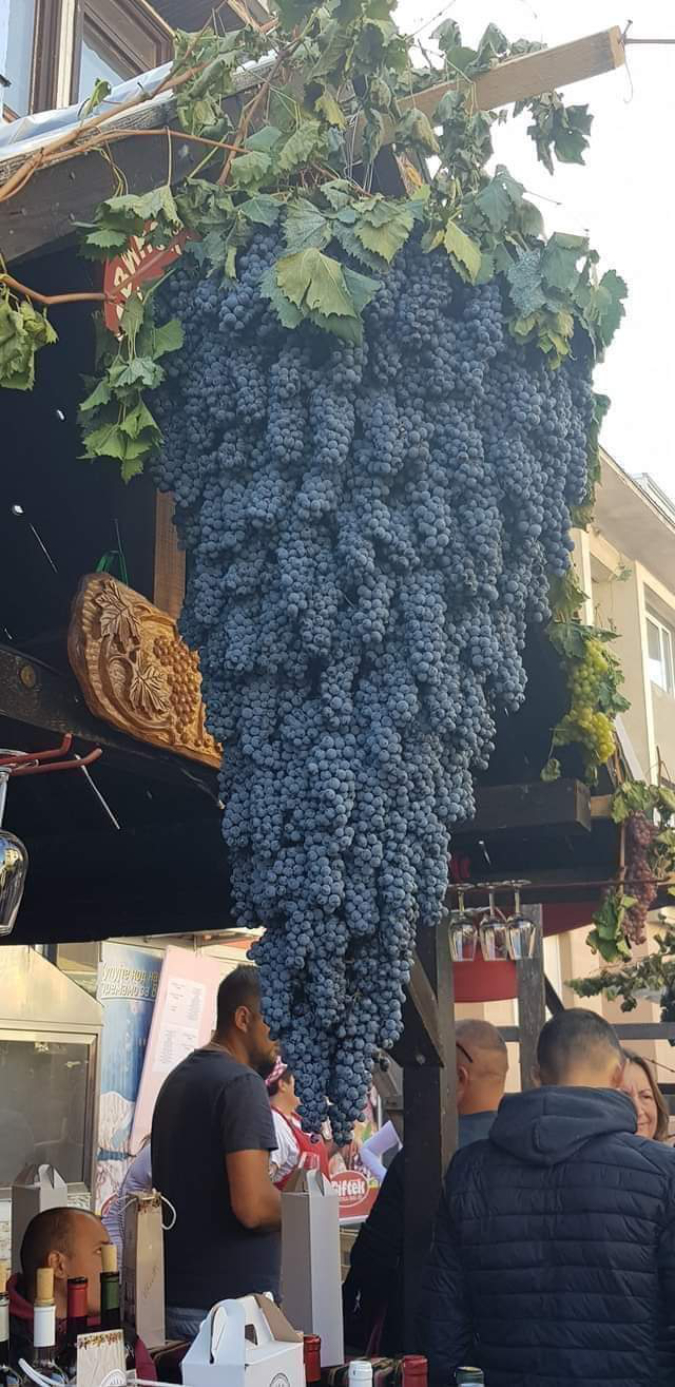 grapes-form-a-giant-bunch-Awkward_Dog11