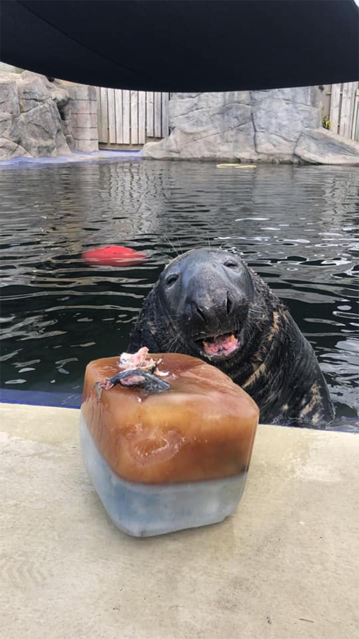 grey seal receives giant ice fish cake